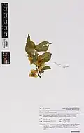 Herbarium specimen