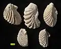 Actinostreon spp. from the Matmor Formation (Middle Jurassic, Callovian) of Makhtesh Gadol, southern Israel