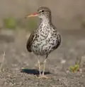 Front view