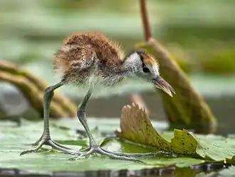 Chick at Kakegawa, Shizuoka, Japan