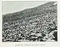 Adélie penguin colony, at their nests