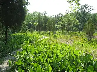 Green leafy trail