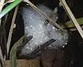 Spawn of the tusked frog; note the unpigmented eggs