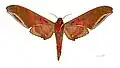 Male - ventral side
