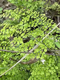 Habit