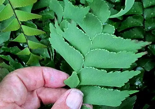 Adiantum trapeziforme pinnule size compared to a hand