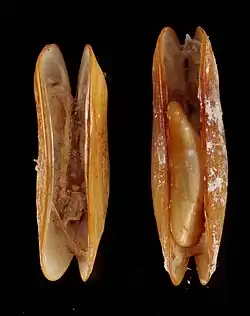 Example species