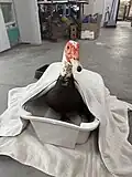 Adult Muscovy Duck being treated for a bumble on his foot with a salt water bath.