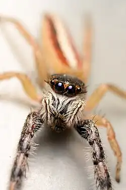 Adult female face