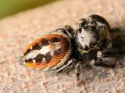 Female dorsal