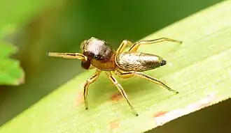 Female dorsal
