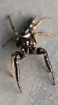 Adult male face