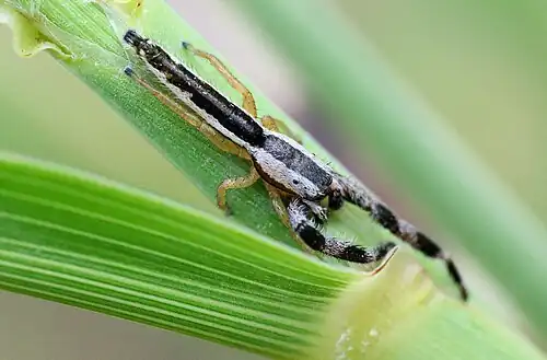 Adult male dorsal