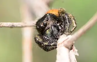 Adult male face