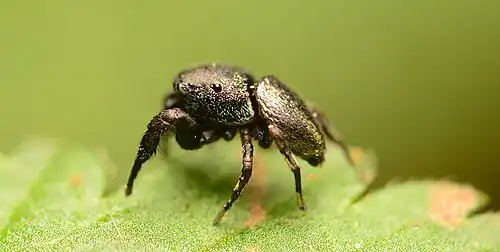 Male