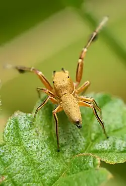 Male side
