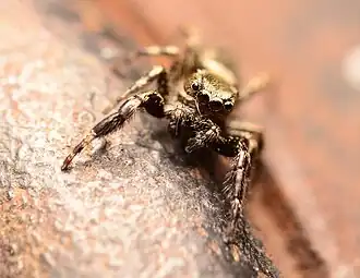 Adult male face