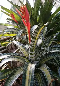 "Aechmea chantinii at the Berlin-Dahlem Botanical Garden and Botanical Museum