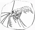 Aeger tipularius holotype, drawing by Schlotheim, 1822