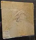 Specimen at the NHM