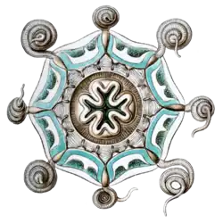 Aeginura grimaldii by Ernst Haeckel