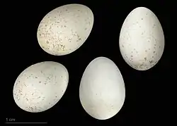 Aegithalos caudatus – MHNT