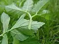 Triangular stem profile