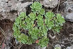 Aeonium spathulatum
