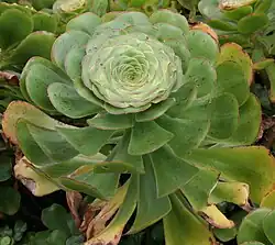 Aeonium undulatum