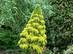 Inflorescence