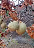 Buckeyes grow and foliage dies back (September)