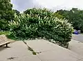 Cultivated shrub