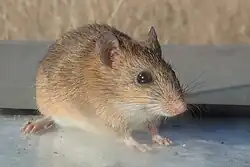 Brown rat