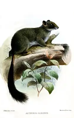 Gray squirrel