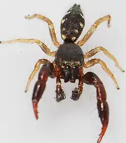 male A. altera