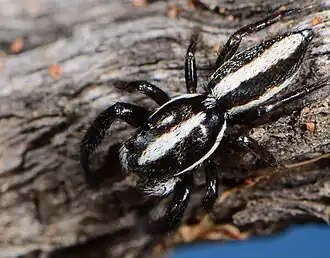 female A. braunsi