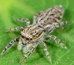 female A. elegans
