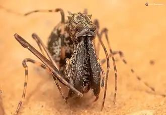 female A. cornuta
