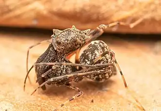 female A. cornuta