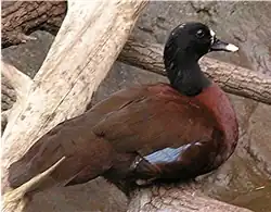 Captive