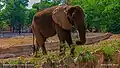 Elephant at Kano zoo