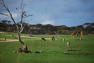 Giraffes in the open range Monarto Safari Park at Monarto