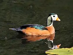African pygmy goose (Nettapus auritus)
