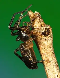 female A. martini