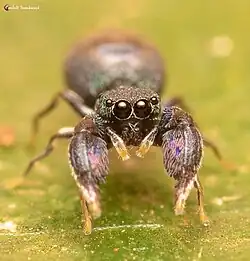 female