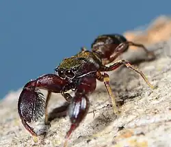 male A. coriacea