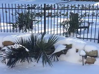 Sabal minor (front) and Rhapidophyllum hystrix (needle palm; behind fence), are some of the world's most freeze-hardy palm species. Roslyn Harbor, New York.