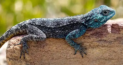 Male