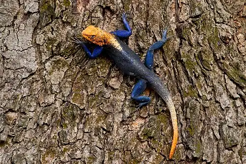 Male