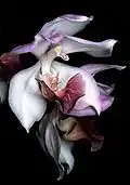 Aganisia cyanea